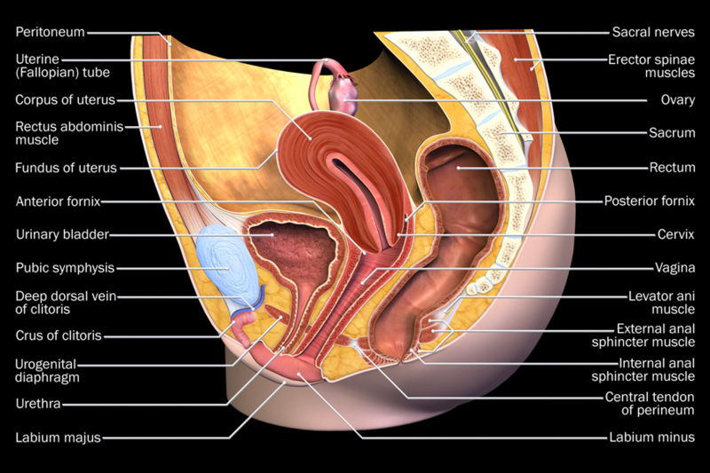 The vagina is an internal body part Should you notice hair growing in there The vagina is an internal body part Should you notice hair growing in there
